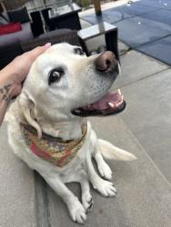 Found/Stray Female Dog last seen Alamo and cross, Littleton, CO 80123