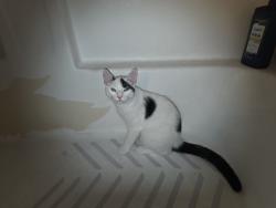 Lost Male Cat last seen Ellsworth & Adobe, Mesa, AZ 85207
