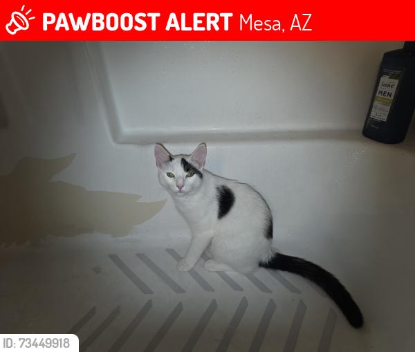 Lost Male Cat last seen Ellsworth & Adobe, Mesa, AZ 85207