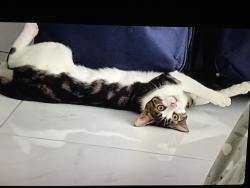 Reunited Male Cat last seen Longford river, Hampton Hill, England 