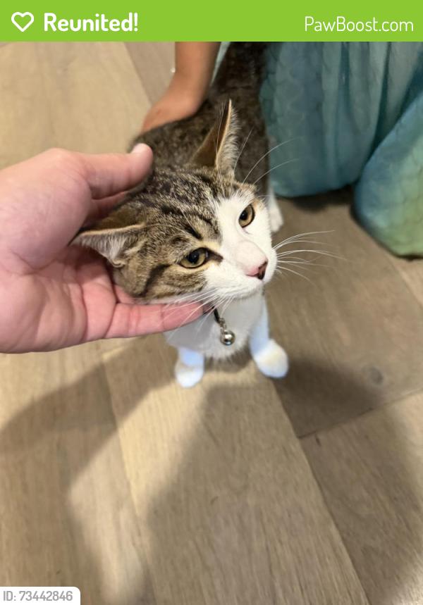 Reunited Male Cat last seen Grubb Road and 153 Walmart, Chattanooga, TN 37343