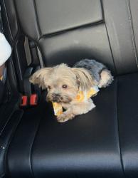 Reunited Female Dog last seen Henrico, Richmond, VA 23238