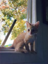 Lost Female Cat last seen haliimaile general store, Makawao, HI 96768