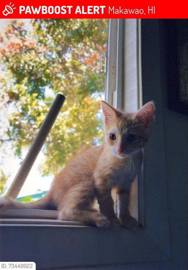 Lost Female Cat last seen haliimaile general store, Makawao, HI 96768