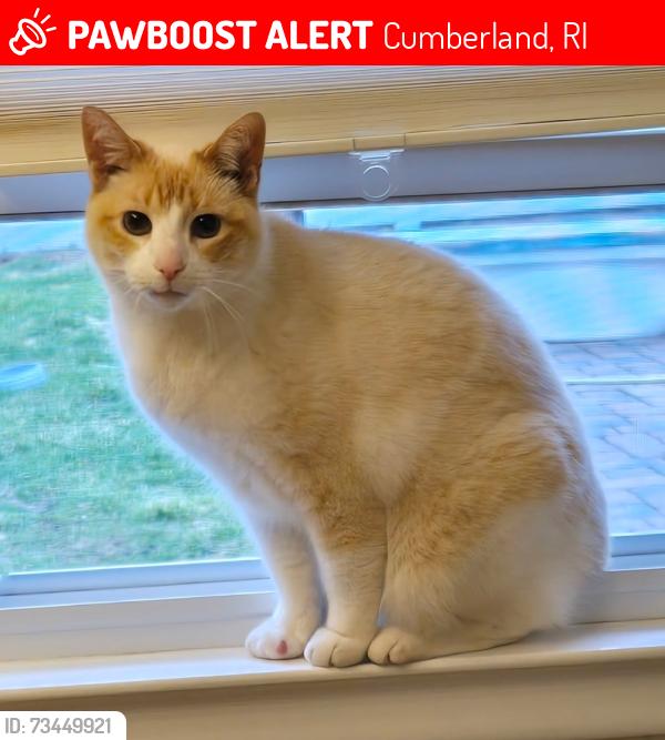 Lost Male Cat last seen Lonesome pike, Cumberland, RI 02864