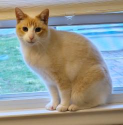 Lost Male Cat last seen Lonesome pike, Cumberland, RI 02864