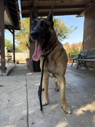 Found/Stray Male Dog last seen Northam, La Puente, CA 91744