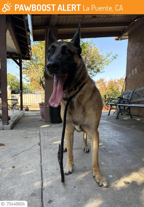 Found/Stray Male Dog last seen Northam, La Puente, CA 91744