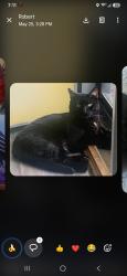 Lost Male Cat last seen Fairly near Clinton Highway and Merchant Drive, Knoxville, TN 37912
