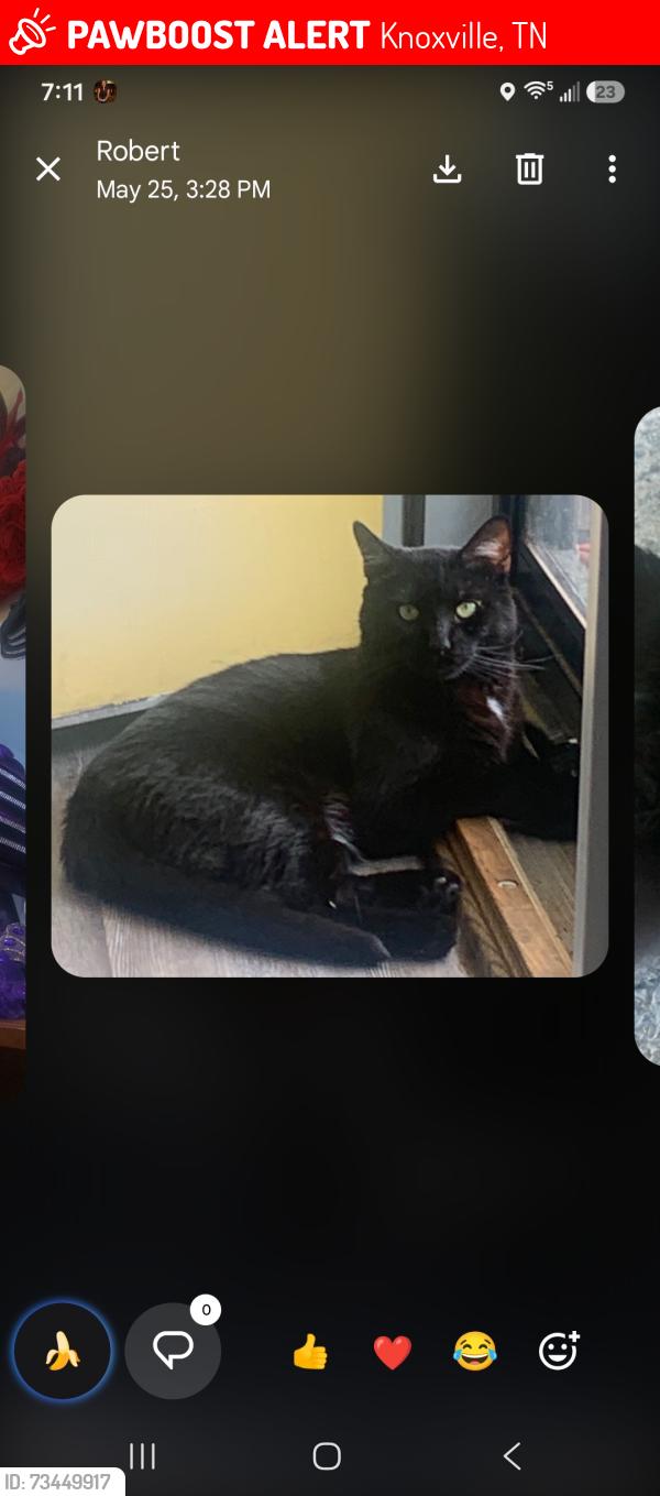 Lost Male Cat last seen Fairly near Clinton Highway and Merchant Drive, Knoxville, TN 37912