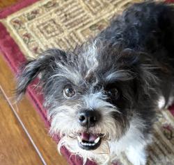 Found/Stray Unknown Dog last seen 233rd Ave/Mohave, Buckeye, AZ 85326