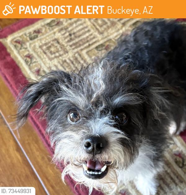 Found/Stray Unknown Dog last seen 233rd Ave/Mohave, Buckeye, AZ 85326