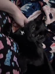 Lost Female Cat last seen W Yale St, S Jay St, Denver, CO 80227