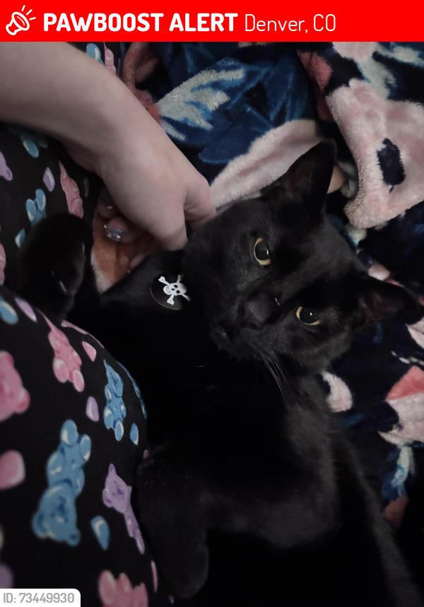 Lost Female Cat last seen W Yale St, S Jay St, Denver, CO 80227