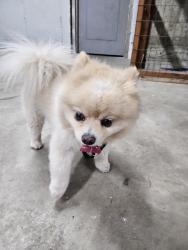 Reunited Male Dog last seen Milentz and gravois, St. Louis, MO 63116