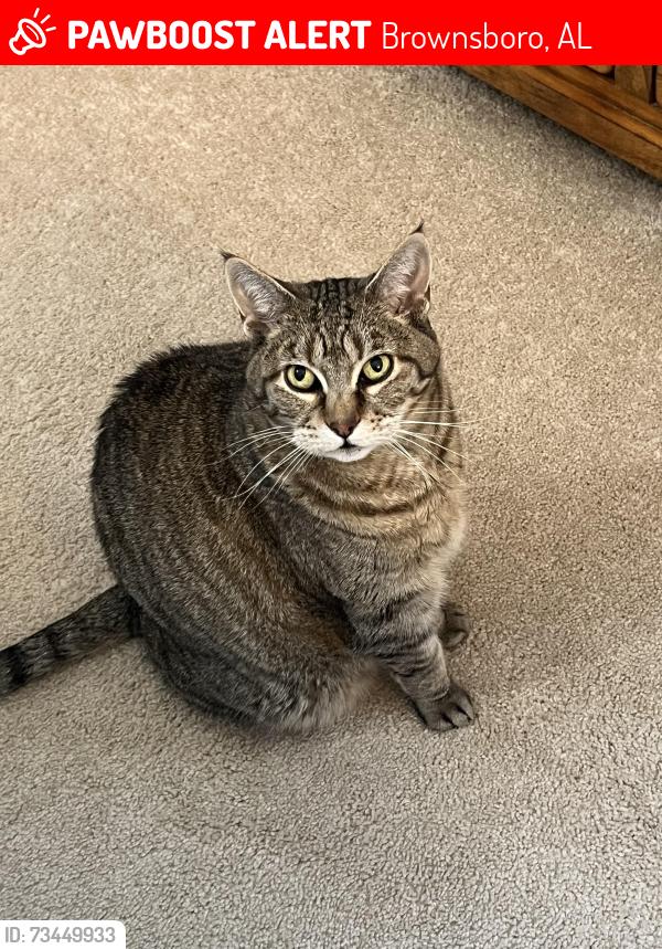 Lost Female Cat last seen Elk Meadows and Deer Valley, Brownsboro, AL 35741