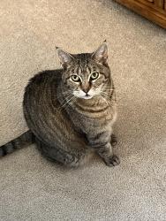 Lost Female Cat last seen Elk Meadows and Deer Valley, Brownsboro, AL 35741