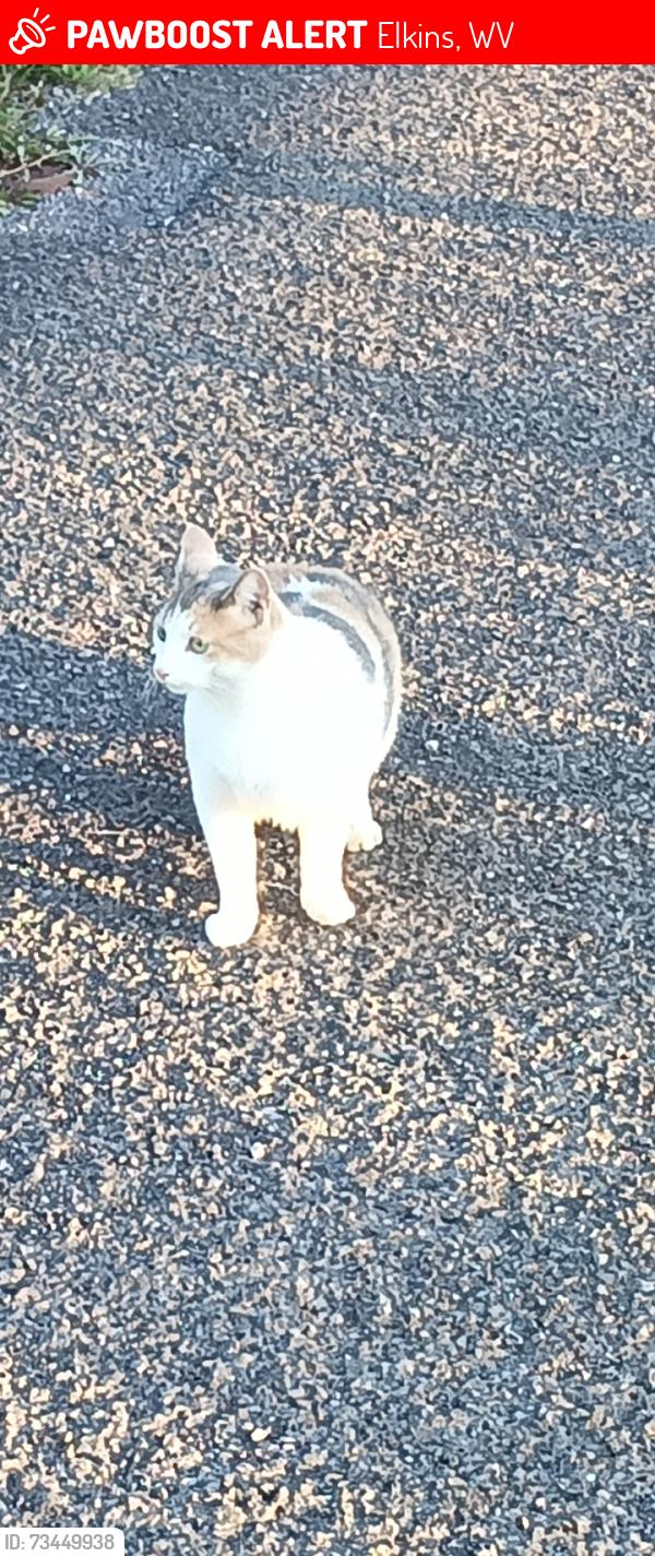 Lost Female Cat last seen DMV, Elkins, WV 26241