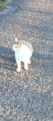 Lost Female Cat last seen DMV, Elkins, WV 26241