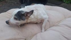 Found/Stray Male Dog last seen Holiday Mobile Home Park, Uniontown, PA 15401