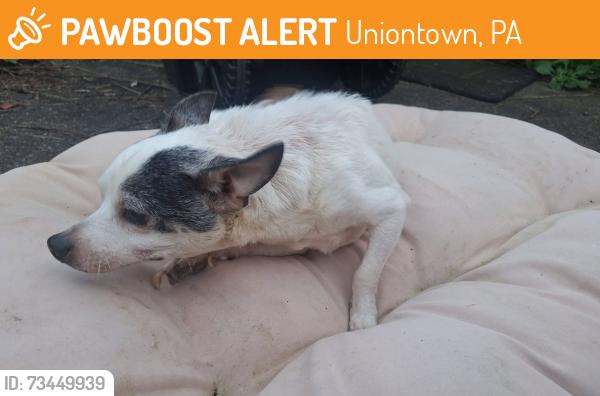 Found/Stray Male Dog last seen Holiday Mobile Home Park, Uniontown, PA 15401