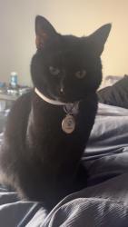 Lost Female Cat last seen riverwalk dumbster area, Cullowhee, NC 28723