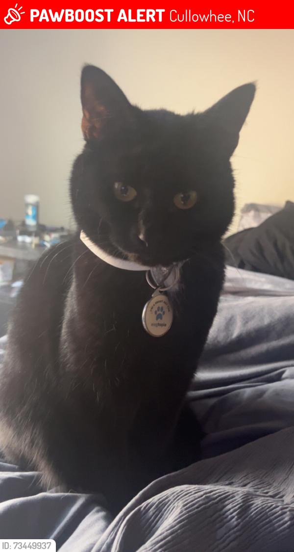 Lost Female Cat last seen riverwalk dumbster area, Cullowhee, NC 28723