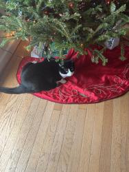 Reunited Female Cat last seen Devlin rd, Linton Hall, VA 20136