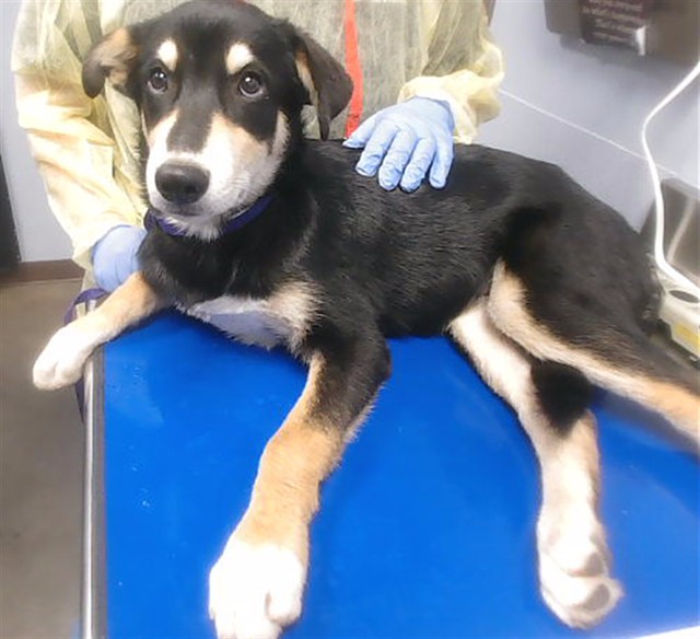 Shelter Stray Male Dog last seen 28TH AVE AND BUCKEYE RD, 2500 S 27th Ave, Phoenix, AZ 85009, USA