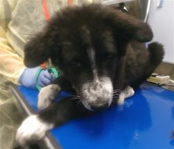 Shelter Stray Male Dog last seen 28TH AVE AND BUCKEYE RD, 2500 S 27th Ave, Phoenix, AZ 85009, USA