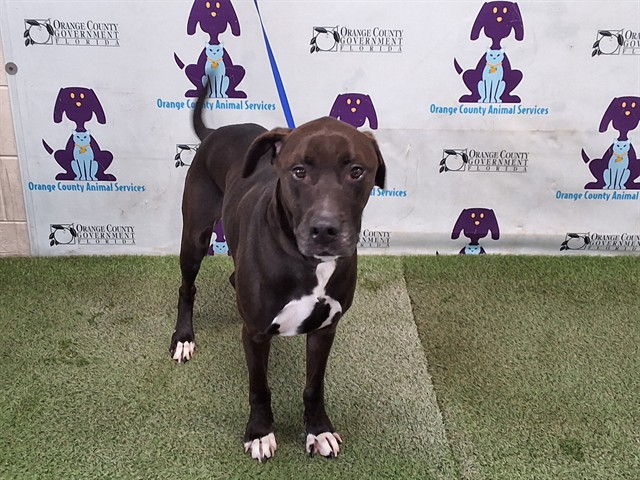 Shelter Stray Male Dog last seen , 2769 Conroy Rd, Orlando, FL 32839, USA