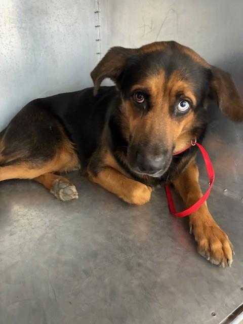 Shelter Stray Male Dog last seen 83RD AVE AND INDIAN SCHOOL RD, 2500 S 27th Ave, Phoenix, AZ 85009, USA