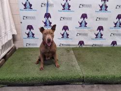 Shelter Stray Female Dog last seen , 2769 Conroy Rd, Orlando, FL 32839, USA