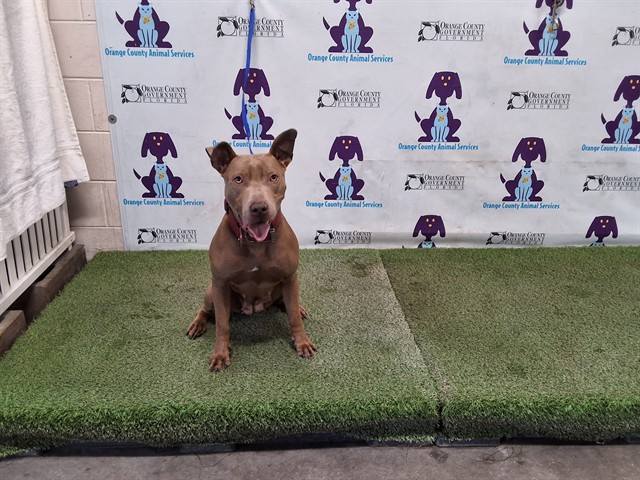Shelter Stray Female Dog last seen , 2769 Conroy Rd, Orlando, FL 32839, USA