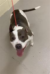 Shelter Stray Female Dog last seen UNKNOWN, 232 Eslinger Way, Sanford, FL 32773, USA
