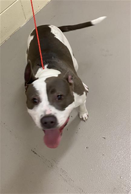 Shelter Stray Female Dog last seen UNKNOWN, 232 Eslinger Way, Sanford, FL 32773, USA