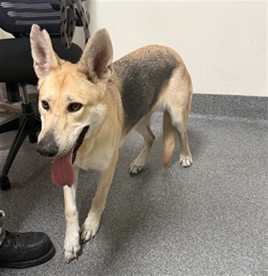 Shelter Stray Female Dog last seen , 3201 Lacy St, Los Angeles, CA 90031, USA
