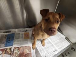 Shelter Stray Male Dog last seen , 1850 W 60th St, Los Angeles, CA 90047, USA