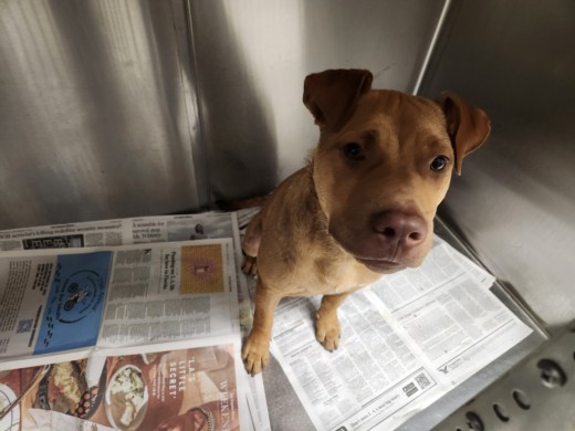 Shelter Stray Male Dog last seen , 1850 W 60th St, Los Angeles, CA 90047, USA