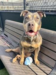Shelter Stray Male Dog last seen FILLMORE / EDDY, 1419 Bryant St, San Francisco, CA 94103, USA