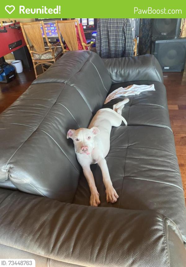 Reunited Female Dog last seen West lilac road, Bonsall, CA 92003