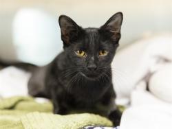 Shelter Stray Male Cat last seen S 16TH ST AND SOUTHERN AVE, 5501 E Van Buren St, Phoenix, AZ 85008, USA