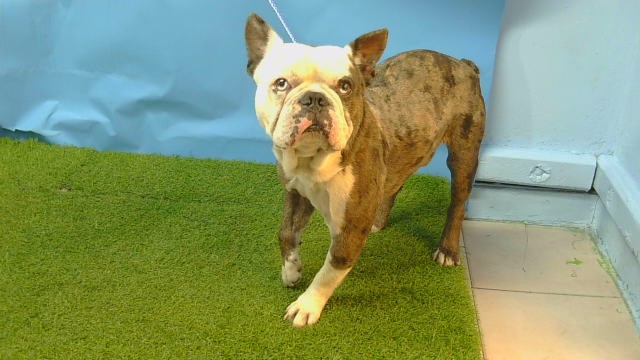 Shelter Stray Male Dog last seen , 216 W Victoria St, Gardena, CA 90248, USA
