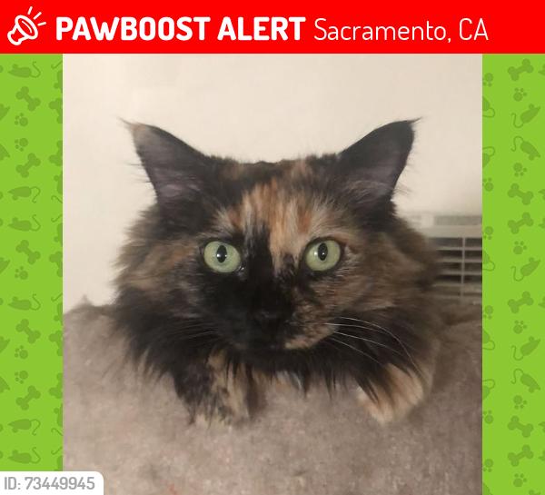 Lost Female Cat last seen 55th St / Florin Rd, Sacramento, CA 95823
