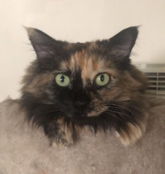 Lost Female Cat last seen 55th St / Florin Rd, Sacramento, CA 95823