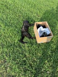 Found/Stray Unknown Cat last seen McCarrons bar, Saint Paul, MN 55113