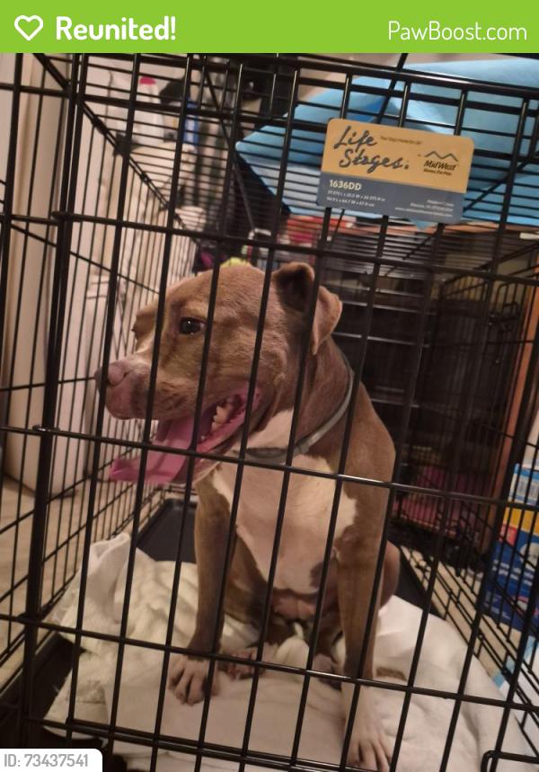 Reunited Female Dog last seen Chapman Blvd, Manorville, NY 11949