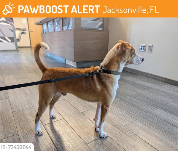 Found/Stray Male Dog last seen zaxbys, Jacksonville, FL 32216