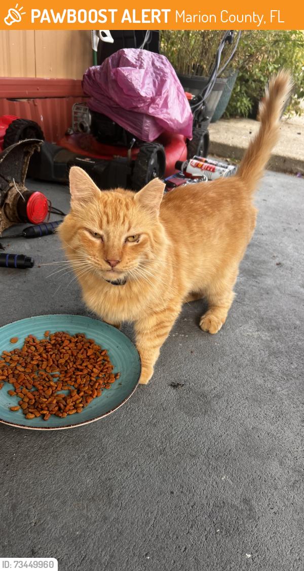 Found/Stray Male Cat last seen Summerfield Post Office, Marion County, FL 34491