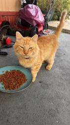 Found/Stray Male Cat last seen Summerfield Post Office, Marion County, FL 34491
